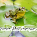 Saat Dewasa Katak Bernafas dengan Cara yang Unik