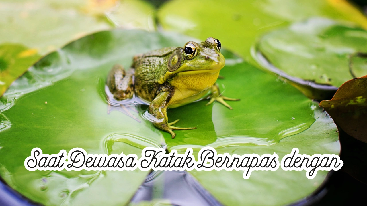 Saat-Dewasa-Katak-Bernafas-dengan